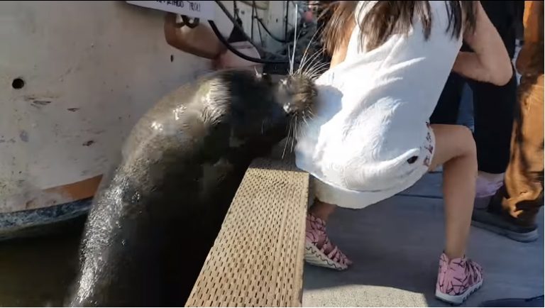 Морський котик за секунду поцупив дівчину під воду. Шоkуючі кадри моментально облетіли інтернет
