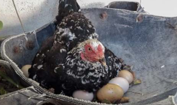Фермер був впевнений, що його курка висиджує яйця. Він підійшов зовсім близько і не повірив своїм очам!