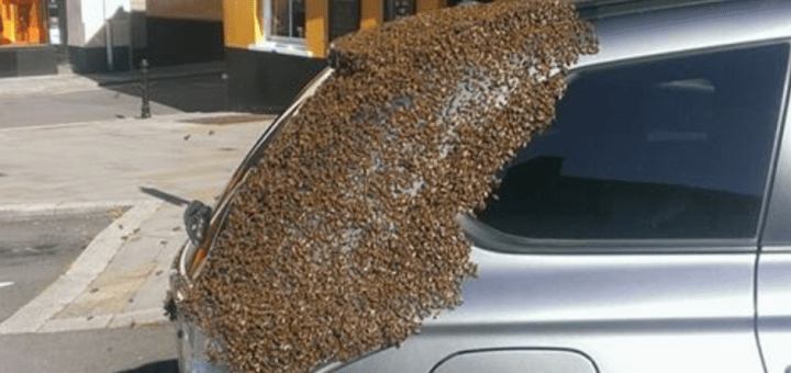 20000 бджіл переслідували її машину протягом 2 днів. Причина ховалася в багажнику