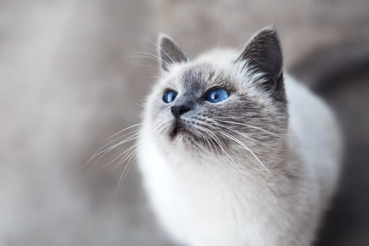 10 цікавих фактів про те, що у котів на думці! Факти, які можливо ви і не знали про свого улюбленця!