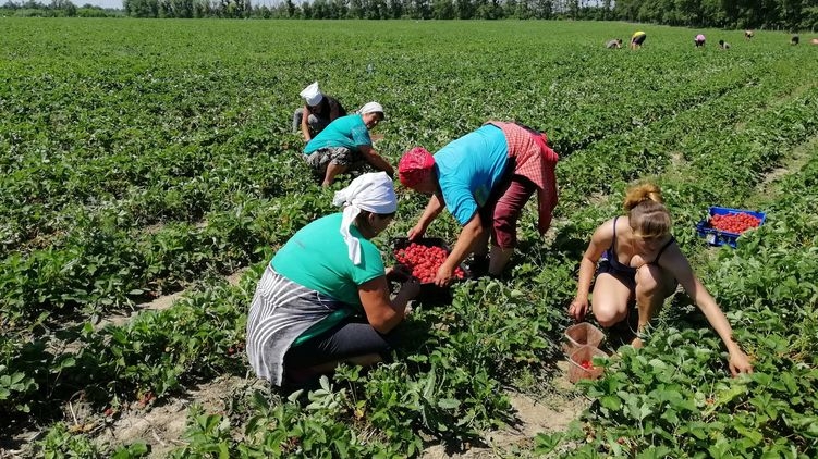 ЄС готується відкрити кордони для українських заробітчан