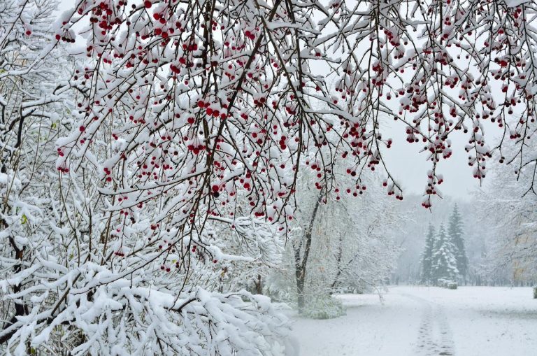 Сильні мороз і снігопад! Синоптик попередив, які області України засипе снігом!