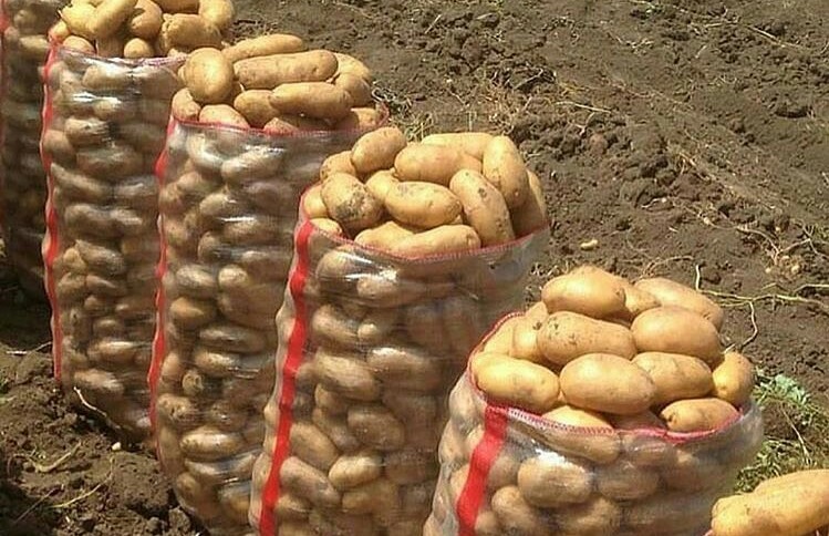 Правильна посадка картоплі, яка допоможе отримати великий врожай!
