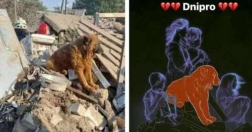 “Тепер він разом із тими, кого любив”: помер пес Крим, який потрапив під ракетний удар у Дніпрі, городяни просять створити мурал