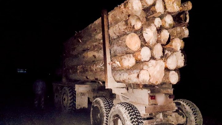 Незаконні порубки лісу в Національному парку «Гуцульщина» – п’ятьом учасникам ОЗГ повідомлено про підозру