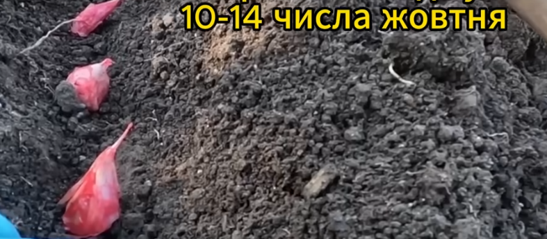 Коли та як потрібно садити часник: експерти дали найкращі поради для садівників.