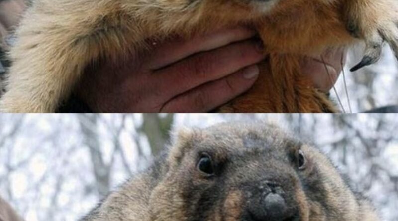 «Весни не буде?» Бабак Тимко таємно попередив українців: біологи шоковані його «зимовим» знаком