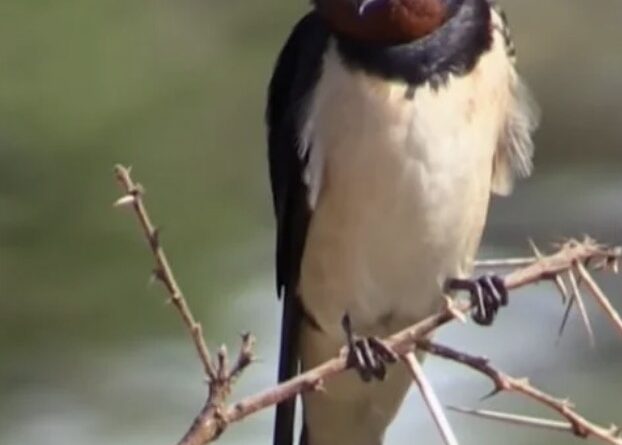 Ластівки в Україні зникають не випадково: хто винен