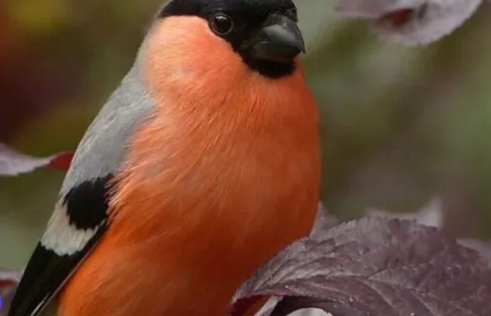 Їх вважали символом української зими: куди зникли червоногруді снігурі?