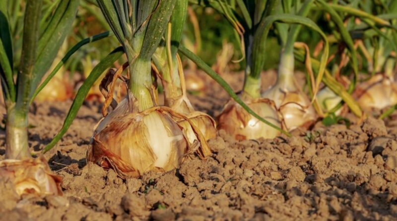 Посипте грядку — і цибуля виросте з кулак: рецепт засобу, який передають із покоління в покоління