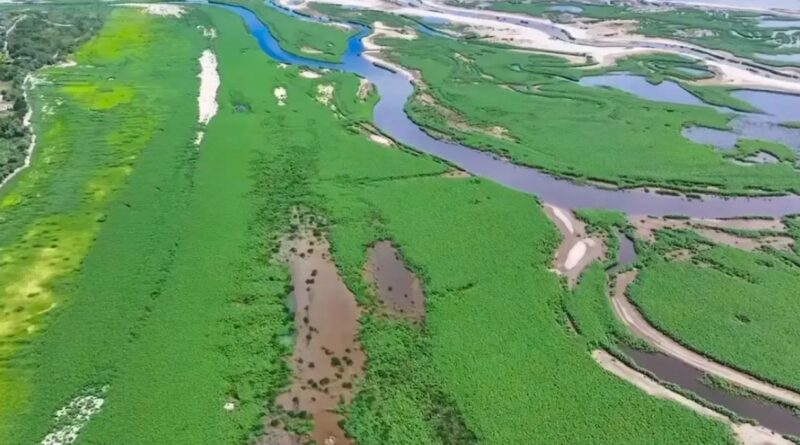 65 тисяч гектарів вербового лісу: диво природи на місці Каховського моря